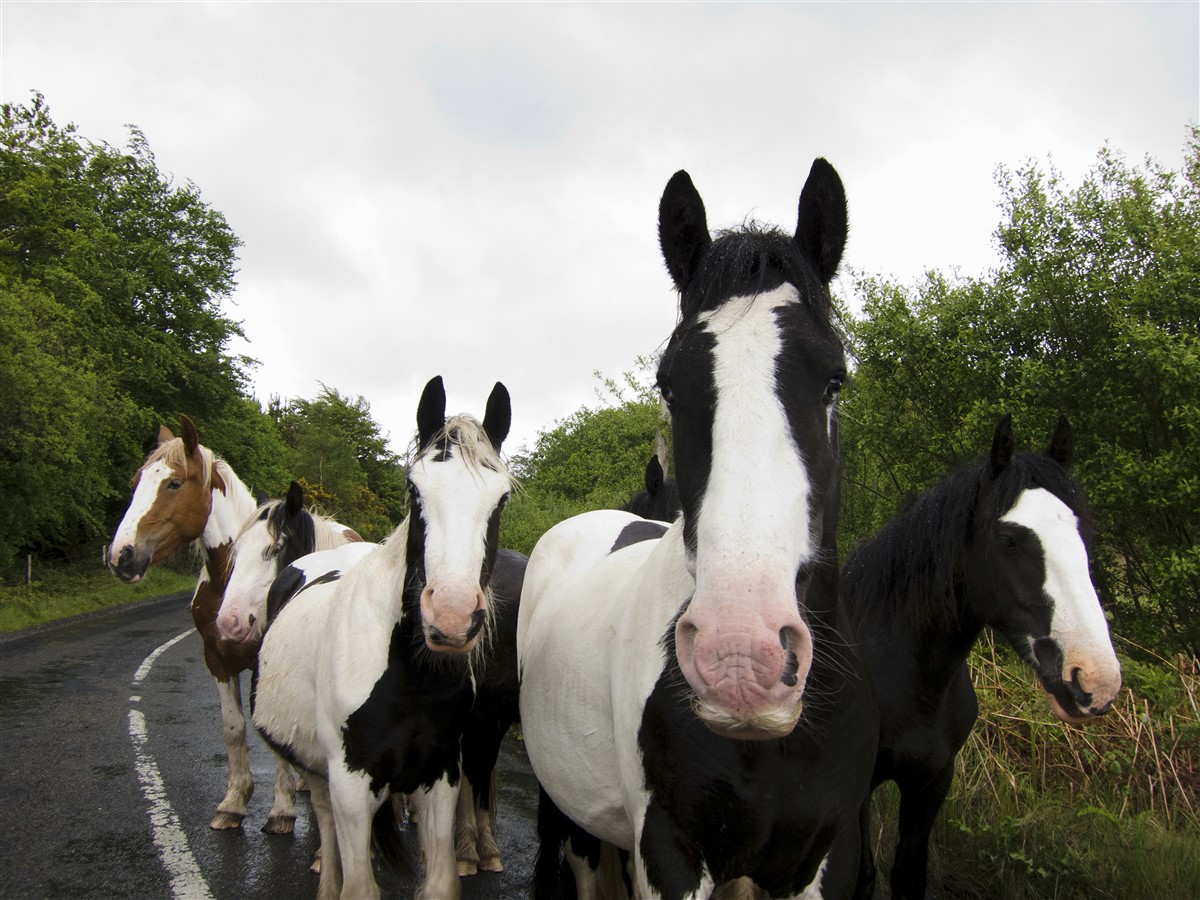 ancêtre méconnu du cheval européen