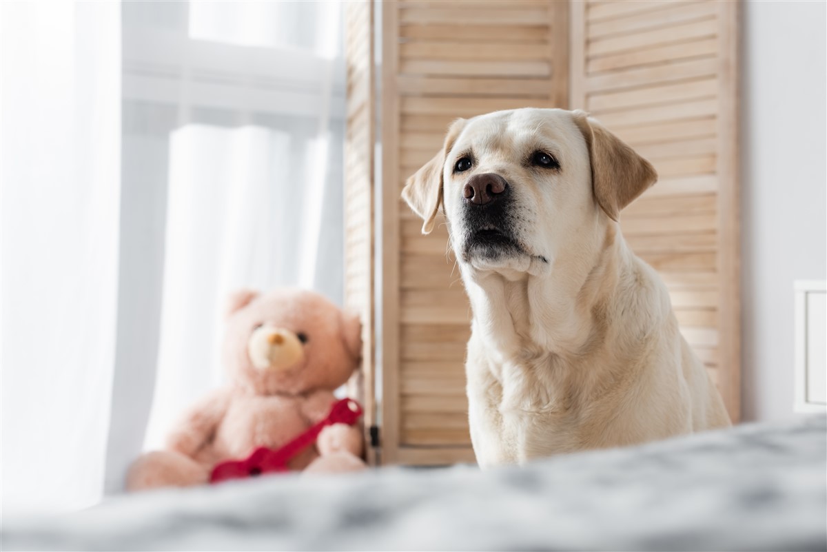 L’éducation du chien d’Ours de Carélie : son indépendance en 5 points clés