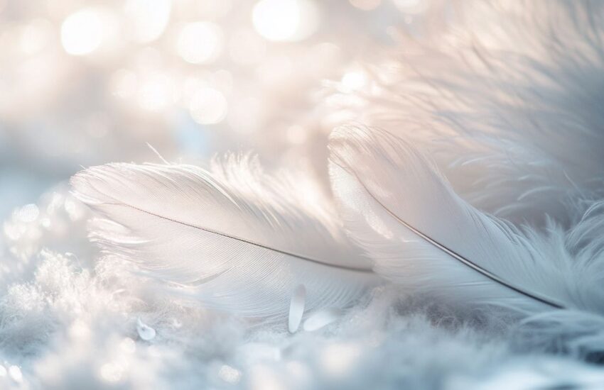 Plume blanche et grise : signification dans le monde des rêves