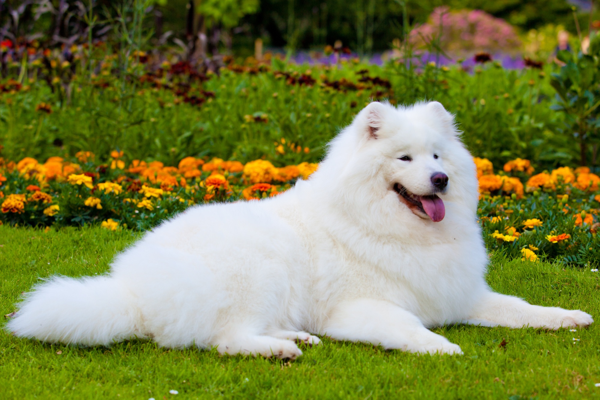 Samoyed dog